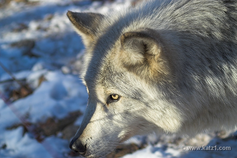 Arctic Wolf 035